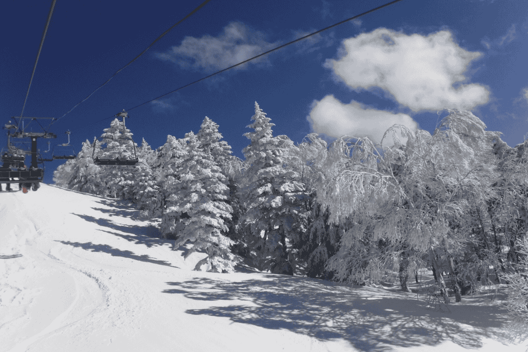 雪化粧した針葉樹