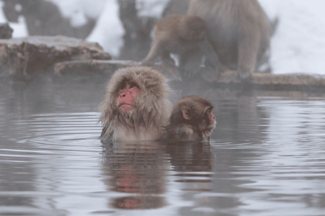 地獄谷野猿公苑